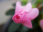 RIMG0519.jpg